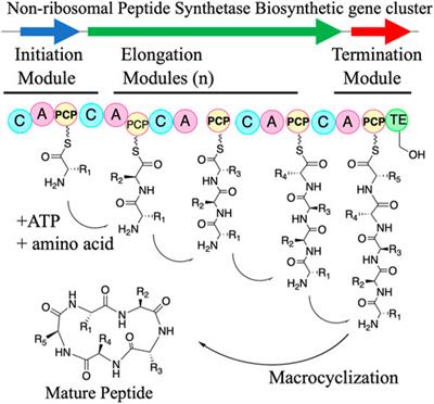 Cell-free protein synthesis for nonribosomal peptide synthetic biology